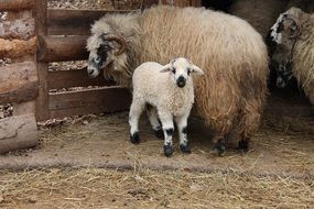 sheep with a lamb on a farm