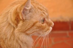 red cat on the the orange background