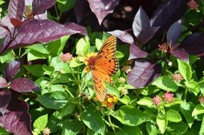 butterfly in the garden on a green plant