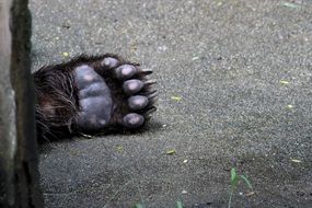 Bear Foot