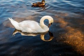 noble white swan in the water