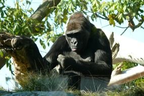 Gorilla in the zoo