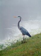 gray heron by the water reservoir