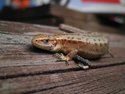 cold-blooded lizard on wooden surface