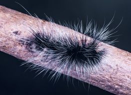 hairy black and white caterpillar