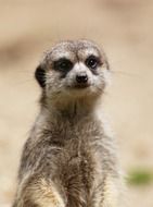 Small Eyed meerkat