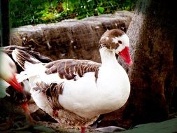geese near stones
