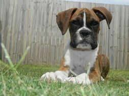 boxer puppy lies on green grass