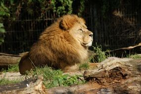 lion is a wild big cat