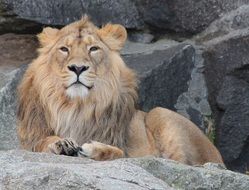 Lion Animal, Zoo