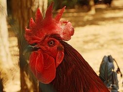 Poultry Cock on a farm