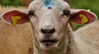 marked farm sheep