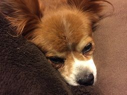 Adorable Papillon Dog