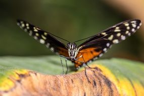 butterfly with black wings on a flower