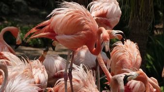 a flock of pink flamingos in the zoo