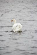 wild swimming Swan in lake