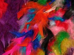 colorful feathers