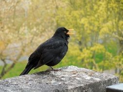 Blackbird close-up on blurred background