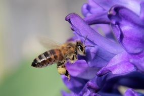 a bee on a purple flower on blurred background