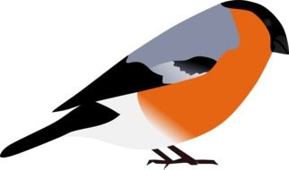 beautiful drawing bullfinch