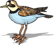 plover bird drawing