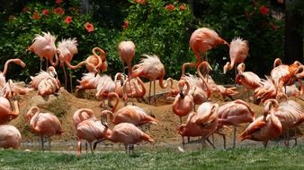 Flock of Pink Flamingo