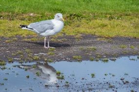 awesome beautiful Seagull Bird