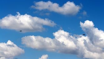 black birds among white clouds
