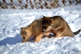Siberian huskies in winter