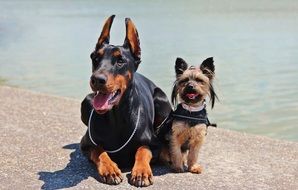Doberman and Yorkie Dogs side by side