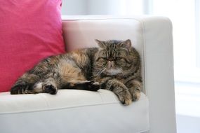 exotic cat on the couch