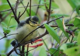 Tit Chick perched twig