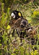 yellow-tailed black cockatoo in the grass