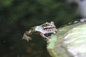 water frog jumping in a pond