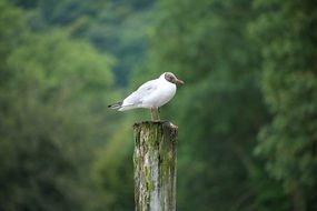 fascinating Bird Gull