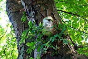 Nestbox number 39 on tree trunk