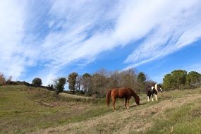 Colorful horses on the green field