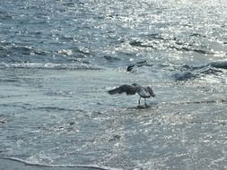 Picture of taking off seagull on a beach