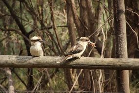 Kookaburra Bird in Australia portrait