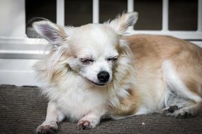 Chihuahua Dog