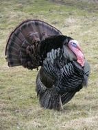 huge black turkey