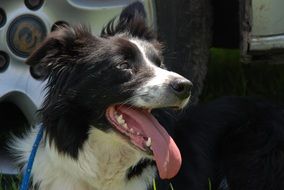 Dog Border Collie