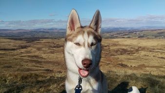 Husky, Dog head close up at wilderness