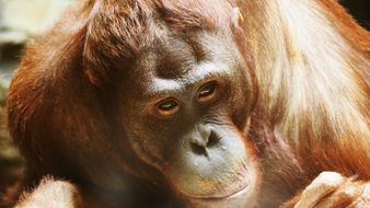 orangutan with sad eyes