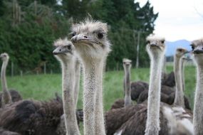 Ostriches on a green meadow