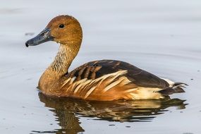 Suirik bicolor on the pond