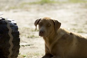 Sad Brown Dog portrait
