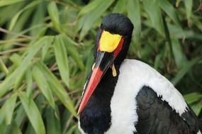 saddle stork in wildlife