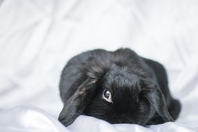 Cute black rabbit