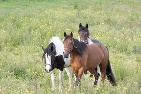 horses in a green meadow